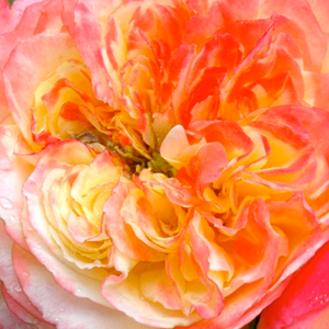 Spletna trgovina vrtnice - Grandiflora - floribunda vrtnice - rumeno - roza - Rosa Ros'Odile - Diskreten vonj vrtnice - Dominique Massad - Skoraj nepredstavljivi cvetni venci so jasne rdeče barve.